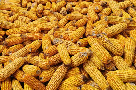 河南金玉锋产业园：打造世界级玉米加工全产业链示范基地